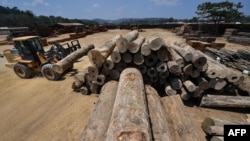 FILE - An employee uses heavy machinery to stack logs at the Serra Mansa logging and sawmill company, in Moraes Almeida district, Itaituba, Para state, Brazil, in the Amazon rainforest, Sept. 12, 2019.