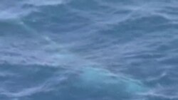 南韓準備以科研理據捕鯨 