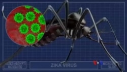 တောင်အမေရိက ဇီကာ ခြင်နှိမ်နှင်းရေး