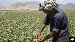 An Afghan man collects resin from poppies in an opium poppy field in Panjwai district of Kandahar province, Afghanistan, May 21, 200