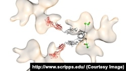 The image shows the part of HIV – shown in beige – that attaches to two receptors, CD4 and CCR5.