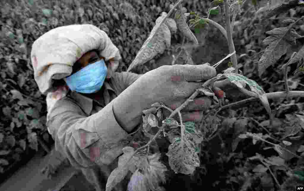 Seorang petani merawat tanaman di lahan pertaniannya yang terkena hujan abu vulkanik, akibat letusan gunung Sinabung di kabupaten Karo, Sumatra utara.