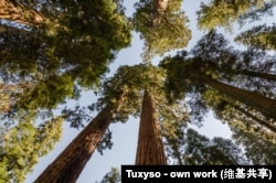 Looking up at giant sequoia trees in Sequoia National Park