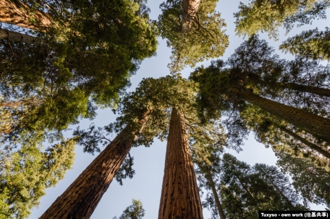 Looking up at giant sequoia trees in Sequoia National Park