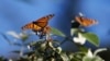 Kupu-kupu Monarch hinggap di dahan di Monarch Grove Sanctuary di Pacific Grove, California, 30 Desember 2014. 