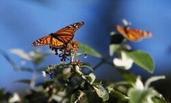FILE - Monarch butterflies cling to a plant at the Monarch Grove Sanctuary in Pacific Grove, California, Dec. 30, 2014.