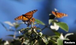 FILE - Monarch butterflies cling to a plant at the Monarch Grove Sanctuary in Pacific Grove, California, Dec. 30, 2014.