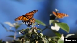 FILE - Monarch butterflies cling to a plant at the Monarch Grove Sanctuary in Pacific Grove, California, Dec. 30, 2014. 