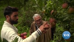 A Bumper Crop of Apples in Kashmir Rotting Away