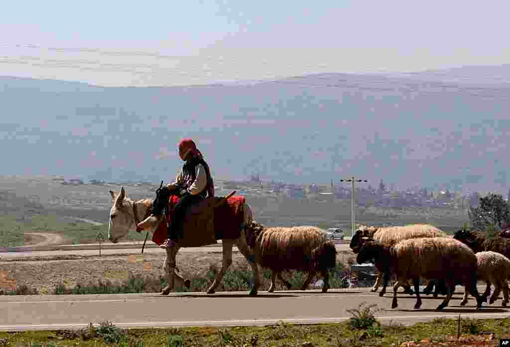 A Turkish boy, riding a donkey, herds sheep along the Syrian border near the Turkish town of Reyhanli in Hatay province, Turkey, March 21, 2012. (AP)