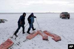 In this Oct. 7, 2014 file photo, men haul sections of whale skin and blubber, known as muktuk, as a bowhead whale is butchered in a field near Barrow, Alaska.