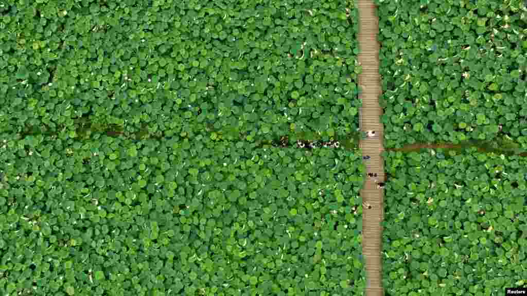 Foto udara ladang bungai teratai di Quzhou, Zhejiang, China.