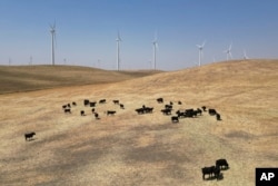 In this aerial photo cattle grazes on a hillside with wind farms in the background in rural Solano County, Calif., Wednesday, Aug. 30, 2023. (AP Photo/Terry Chea)