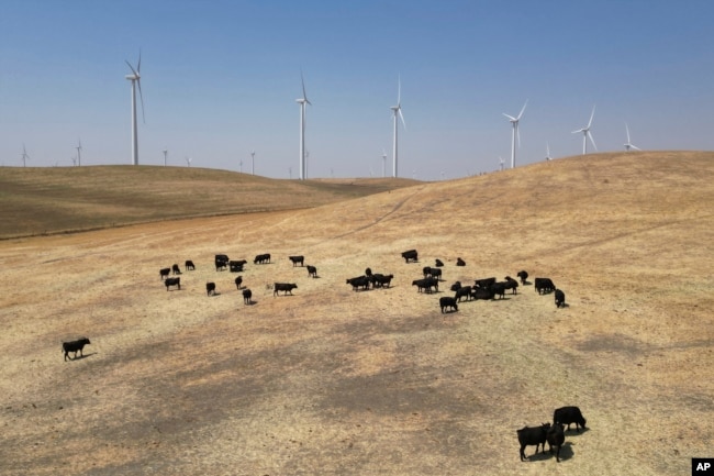 In this aerial photo cattle grazes on a hillside with wind farms in the background in rural Solano County, Calif., Wednesday, Aug. 30, 2023. (AP Photo/Terry Chea)