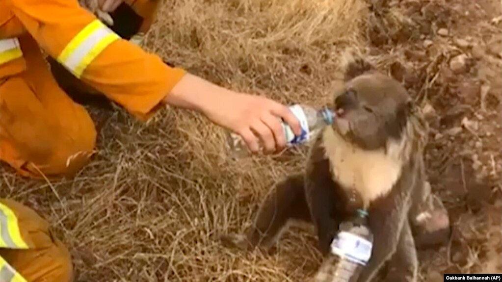 A koala drinks water from a bottle given by a firefighter in Cudlee Creek, South Australia. 