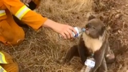 A koala drinks water from a bottle given by a firefighter in Cudlee Creek, South Australia.