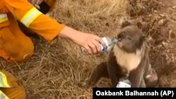 A koala drinks water from a bottle given by a firefighter in Cudlee Creek, South Australia. 