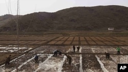 People work in a field outside of Kaesong, North Korea, April 17, 2011. North Korea's perennial food shortage reached a crisis point in 2011, aid workers say, because of torrential rains, the coldest winter in 60 years and rising food prices.