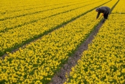 A man works in a field of daffodils in Lisse, near Amsterdam, Netherlands, March 19, 2020.