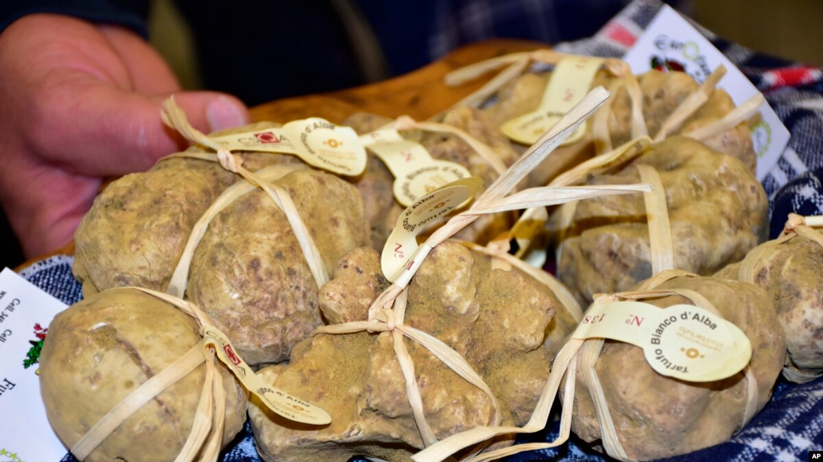 Italy’s White Truffle Hunters Worry about Climate Change - VOA Learning English