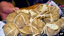 This photo taken on Saturday, Nov. 9, 2019, shows a close-up of white truffles collected during cool November weather. (AP Photo/Martino Masotto)