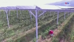 Արևային վահանակներն օգնում են ֆրանսիացի գինեգործին պաշտպանվել կլիմայի փոփոխությունից