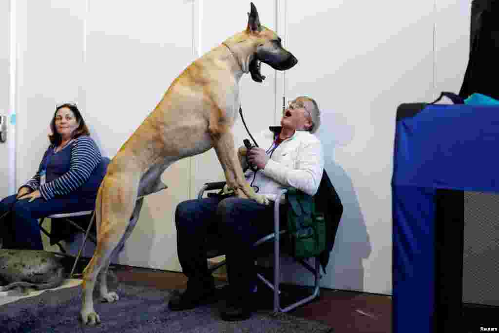 Don Smith reacts as Cap&#39;n Crunch the Great Dane yawns during the Meet the Breeds event ahead of the 143rd Westminster Kennel Club Dog Show in New York, Feb. 9, 2019.