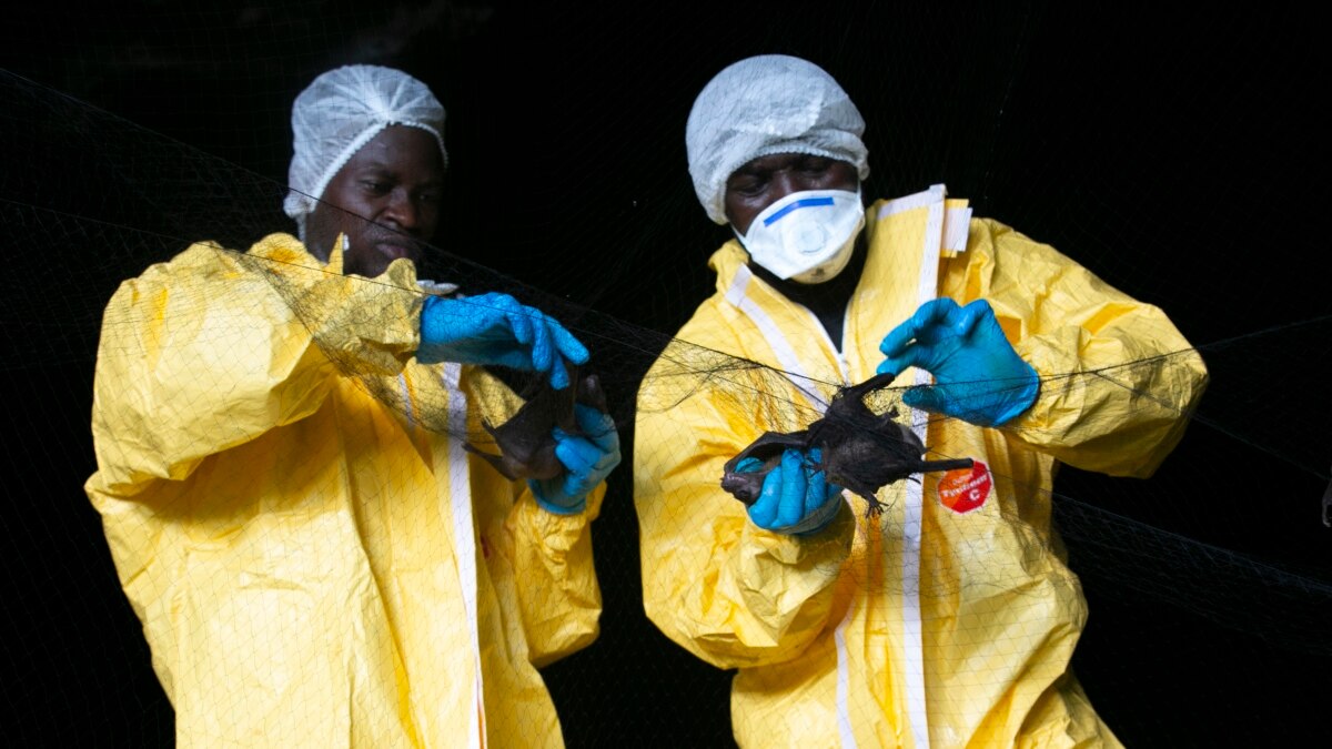 New data on the origin of the coronavirus appeared in the United States. China asks “not to politicize” the issue New data on the origin of the coronavirus appeared in the United States. China asks “not to politicize” the issue