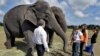 Popular US Circus to Phase Out Elephant Acts