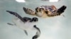 In Dubai, Sea Turtles Get a Helping Hand