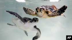 Sea turtles swim at a tank inside the Marine Rehabilitation center of the Abu Dhabi National Aquarium in Abu Dhabi, United Arab Emirates on June 13, 2023. (AP Photo/Kamran Jebreili)