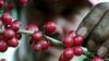 Scientists Decipher Genome of Coffee Plant