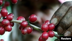 FILE - A Costa Rican worker harvests red ripe coffee beans on a plantation near Naranjo.