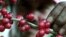 FILE - A Costa Rican worker harvests red ripe coffee beans on a plantation near Naranjo.
