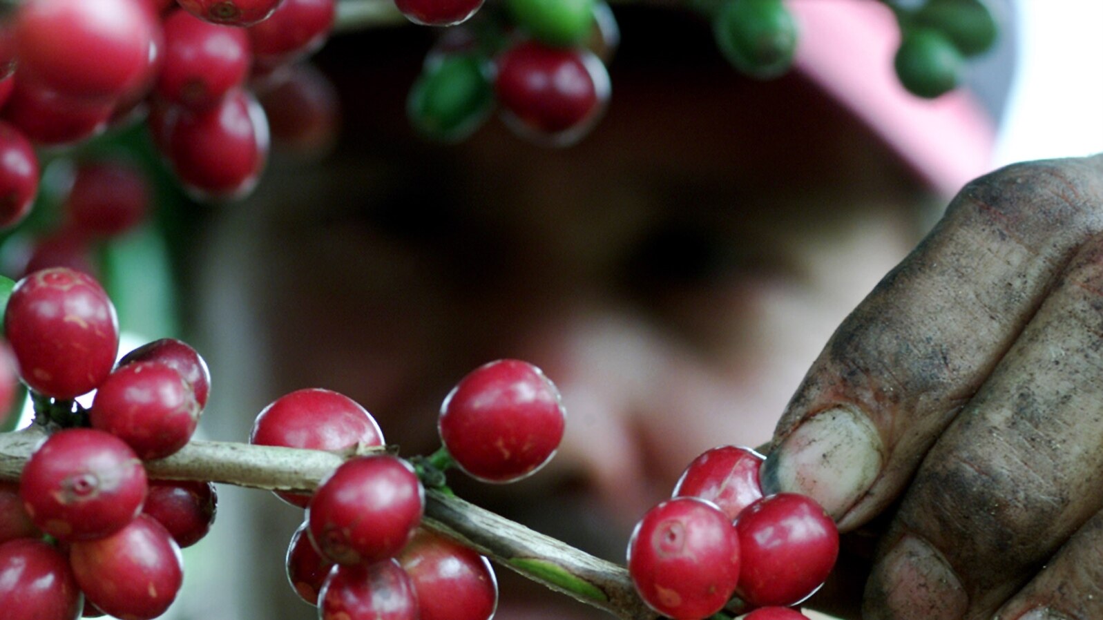 Major Latin American growers such as Costa Rica present major difficulties for Cameroon's once prolific producers. 