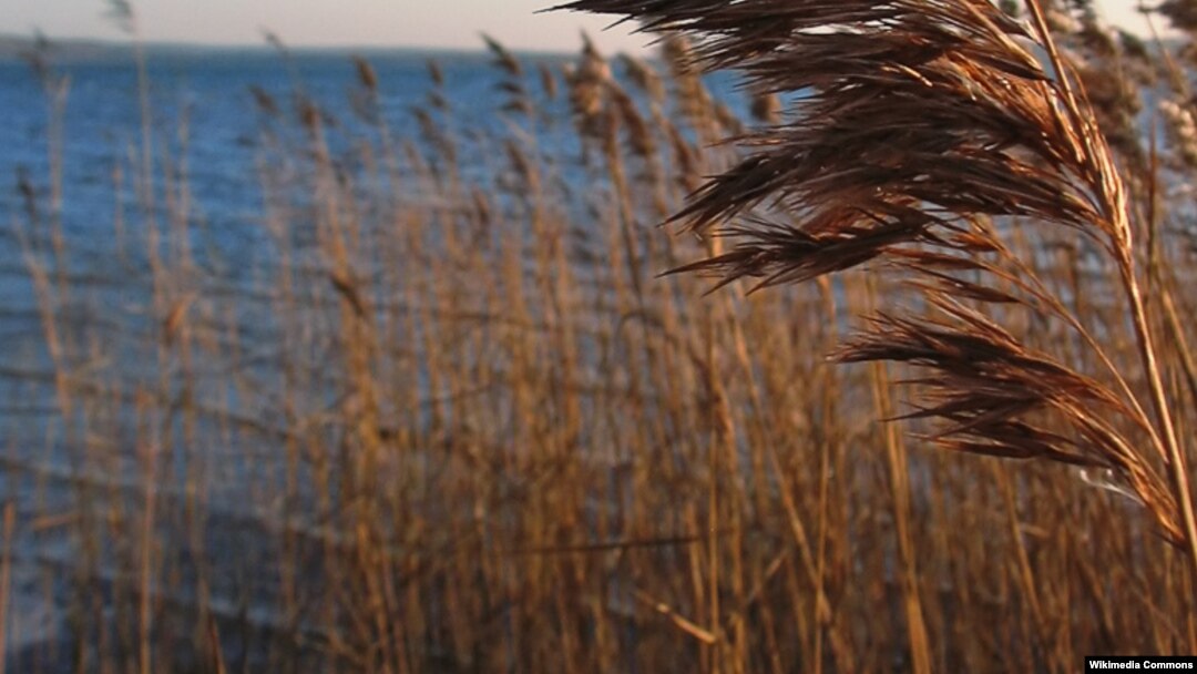 Sejenis tanaman gelagah yang disebut phragmites, ternyata membantu mencegah terjadinya perubahan iklim. (Foto: Wikipedia) 