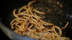 Fried mealworms cooked by French chef Laurent Veyet