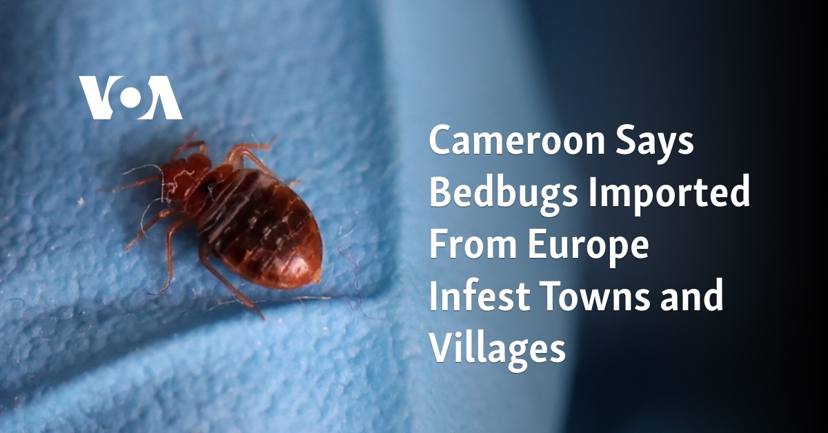 Cameroon Says Bedbugs Imported From Europe Infest Towns and Villages