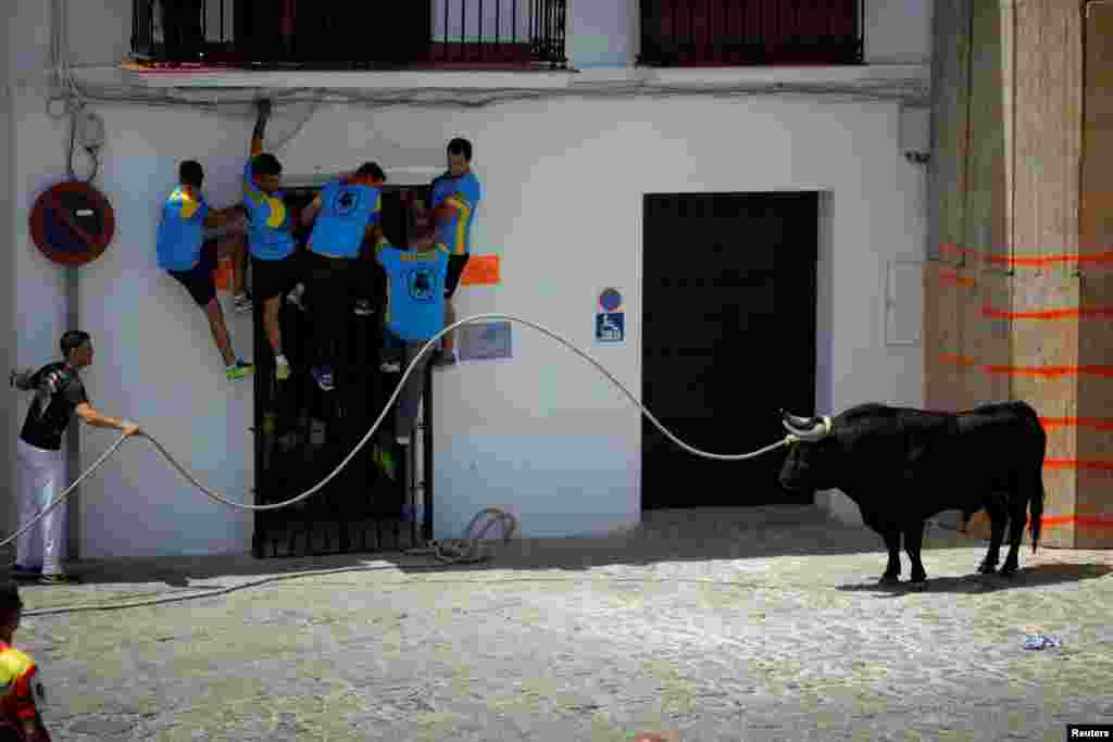 Seorang peserta festival &#39;Toro de Cuerda&#39; (Lari dengan Banteng yang diikat tali) berusaha menarik perhatian banteng di Plaza de Espana, Grazalema, Spanyol selatan.