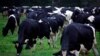 澳大利亚新南威尔士海岸瑙拉镇附近，奶牛正在围场里吃草。