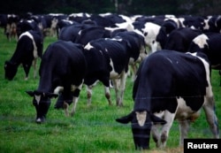 FILE - Dairy cows eat grass in a paddock on the New South Wales south coast near the town of Nowra, Australia.