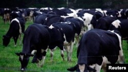 澳大利亚新南威尔士海岸瑙拉镇附近，奶牛正在围场里吃草。
