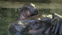 Britain's Bristol Zoo Welcomes Baby Pigmy Hippo