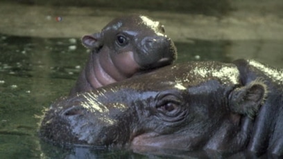 teacup hippo