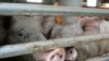 Bệnh dịch tả lợn Châu Phi xuất hiện ở Triều Tiên 