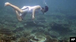 An environmental activist surveys coral reefs off Aceh Besar, Aceh province, Indonesia. Coral that survived the 2004 tsunami is now dying at one of the fastest rates ever recorded because of a dramatic rise in water temperatures off northwestern Indonesia