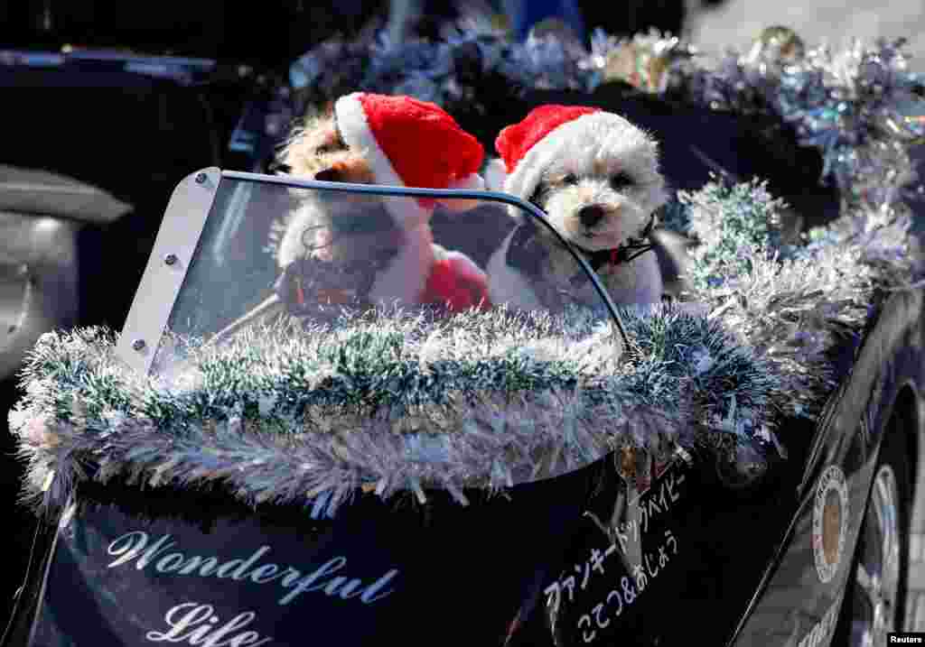 Pet dogs dressed in Santa Claus costumes are seen on a sidecar of a Harley Davidson&#39;s motorbike before Xmas Toy Run parade to rev up the holiday spirit and rally against child abuse, organised by Harley Santa Club in Tokyo, Japan.