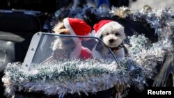 Anjing peliharaan mengenakan kostum Sinterklas, siap meramaikan parade Xmas Toy Run di tengah pandemi COVID-19 di Tokyo, Jepang, 20 Desember 2020. 