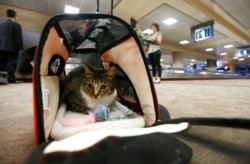 Oscar the cat sits in his carry-on travel bag after arriving at Phoenix Sky Harbor International Airport in Phoenix, Sept. 20, 2017. (File Photo)