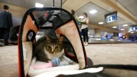 Oscar the cat sits in his carry-on travel bag after arriving at Phoenix Sky Harbor International Airport in Phoenix, Sept. 20, 2017. (File Photo)